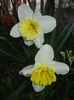 Narcissus Ice Follies (2015, April 01)