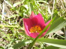 Tulipa Persian Pearl (2015, April 03)