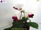 Harlequin Ruby(4-04-2015)