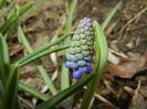 Muscari armeniacum (2015, April 01)
