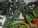 SAM_5453