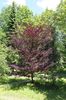 Fagus_sylvatica_Rohan_Trompenburg 65