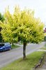 acer kellys gold 45