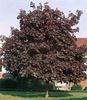 acer platanoides deborah 35