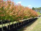 Acer-Sensation- 45