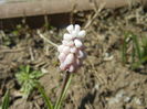 Muscari Pink Sunrise (2015, April 03)