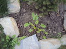 polemonium caeruleum