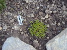 campanula garganica