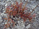 astilbe