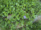 aubrieta