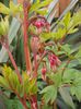 dicentra, flori in devenire