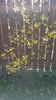 Forsythia