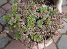 sedum spurium tricolor