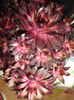 Sempervivum