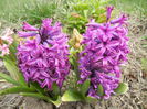 Hyacinth Purple Sensation (2015, Apr.04)