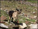 Capra Passiria in munte