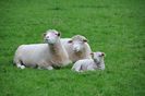 Mielusel Dorset Horn la odihna