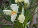 Narcissus Geranium (2015, April 04)