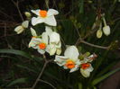 Narcissus Geranium (2015, April 05)