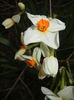 Narcissus Geranium (2015, April 05)
