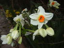 Narcissus Geranium (2015, April 05)
