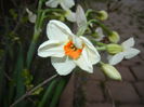Narcissus Geranium (2015, April 05)