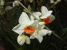 Narcissus Geranium (2015, April 05)