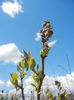 Syringa vulgaris_Lilac (2015, April 03)