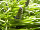 Muscari armeniacum (2015, April 03)
