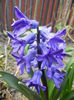 Hyacinth Peter Stuyvesant (2015, Apr.04)