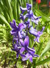 Hyacinth Peter Stuyvesant (2015, Apr.04)