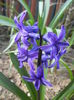 Hyacinth Peter Stuyvesant (2015, Apr.04)