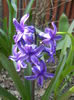 Hyacinth Peter Stuyvesant (2015, Apr.05)