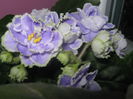 Picture My plants 2603