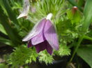 Pasque Flower_Pulsatilla (2015, Apr.04)