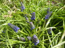 Muscari armeniacum (2015, April 04)