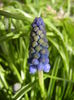 Muscari armeniacum (2015, April 04)