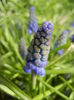 Muscari armeniacum (2015, April 04)