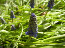 Muscari armeniacum (2015, April 05)