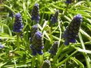 Muscari armeniacum (2015, April 05)