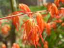 Acer palmatum Katsura (2015, April 05)