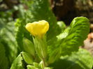 Primula polyanthus Yellow (2015, Apr.05)