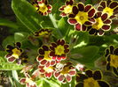 Primula elatior Gold Lace (2015, Apr.05)