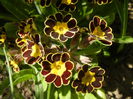 Primula elatior Gold Lace (2015, Apr.05)