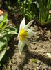 Tulipa Turkestanica (2015, April 05)