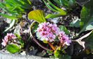 bergenia