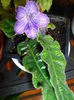 streptocarpus