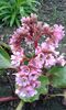 Bergenia