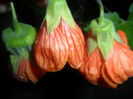 pictum ,striatum ,apfelsine