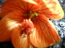 SAM_3825